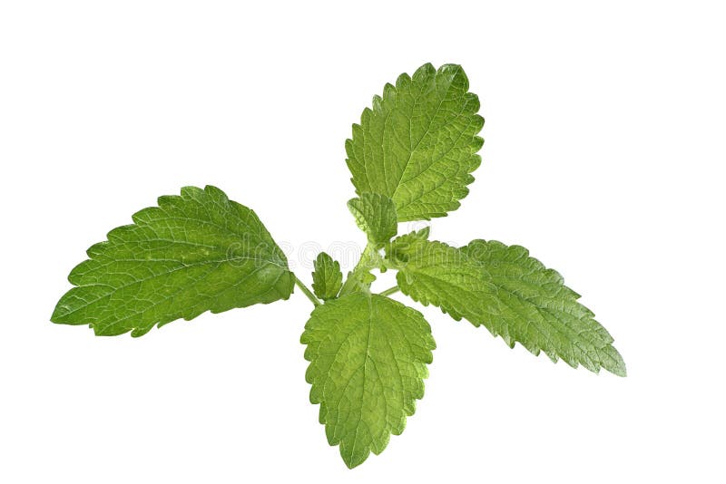 Lemon balm stock photo. Image of kitchen, lemon, fragrance - 14060566