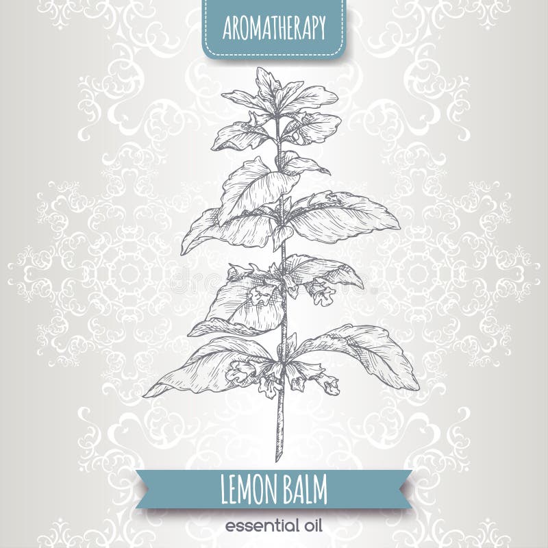 Lemon balm aka Melissa officinalis Sketch auf elegantem Spitzenhintergrund vektor abbildung