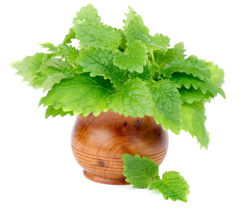 Lemon Balm