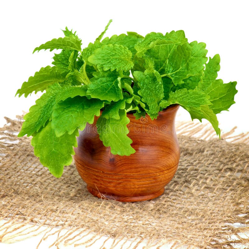 Lemon Balm