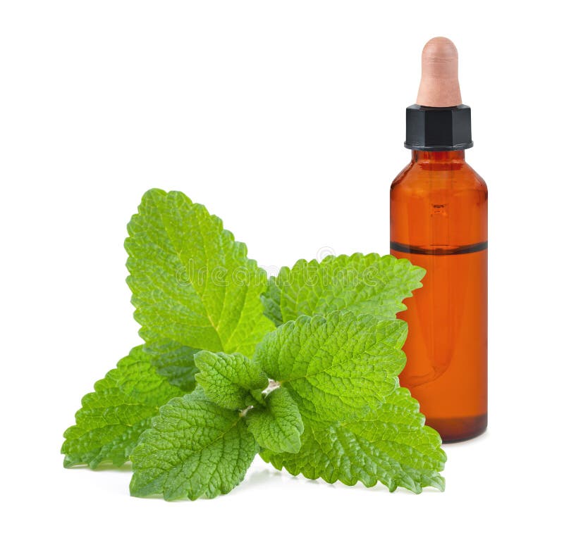 Lemon Balm with Essence Bottle Stock Photo Image of liquid, common