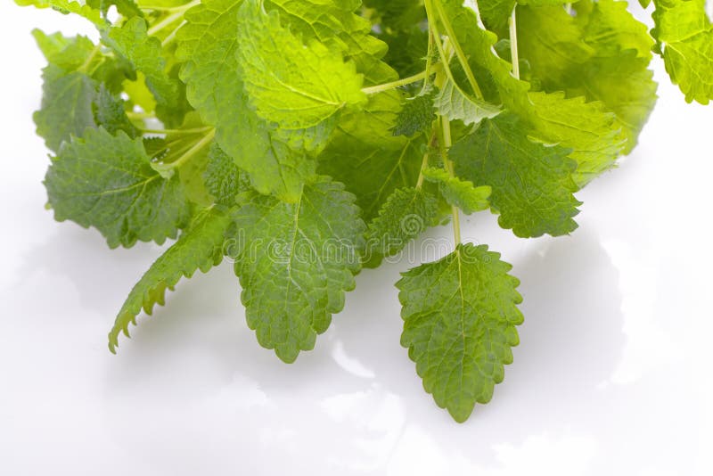 Lemon balm herb stock photo. Image of kitchen, food, fresh 30843976
