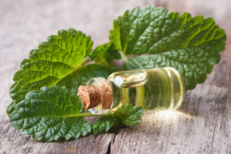Olive oil with mint stock image. Image of mint, fresh - 30245517