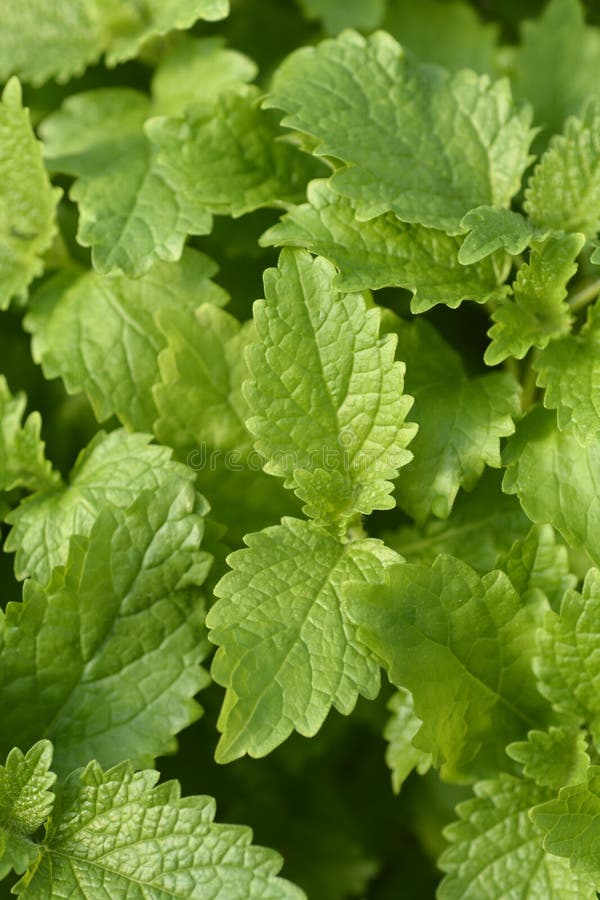 Lemon balm stock photo. Image of herb, garden, common 251125152