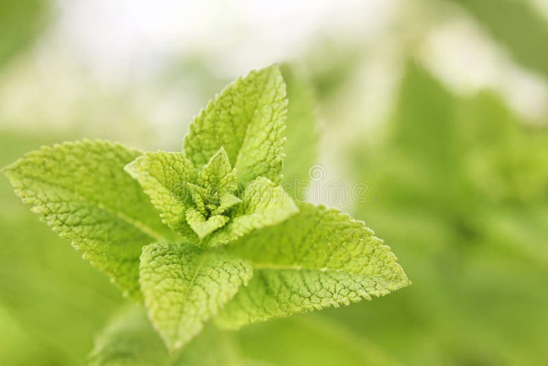 Lemon or Balm Mint Closeup stock photo. Image of closeup 37959424