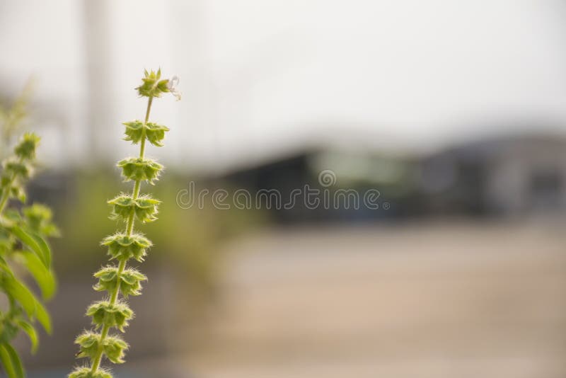 Lemon Basil Flowers on Nature. Stock Image Image of vegetable, spring