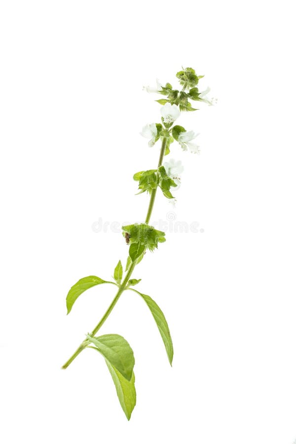 Lemon basil with flowers stock image. Image of food, vertical 49081851