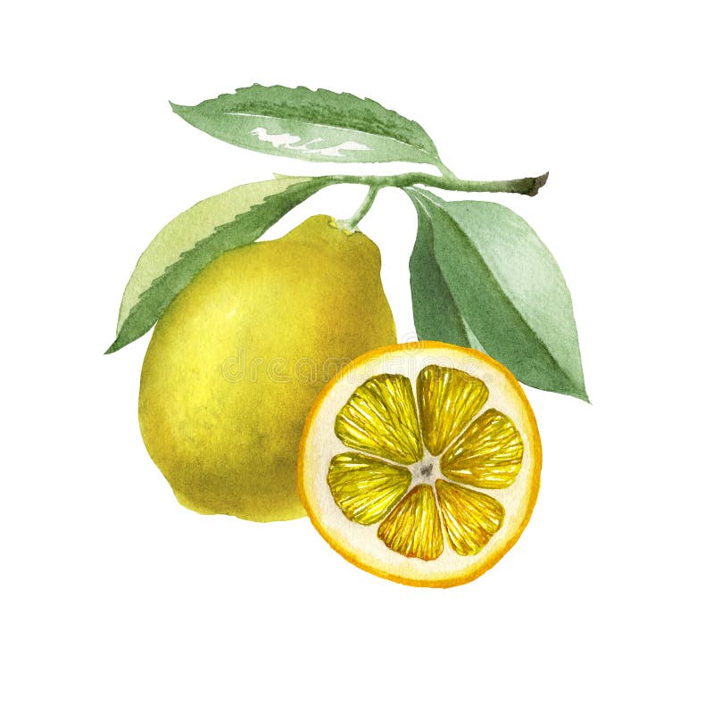 Lemon. Botanical Watercolor Isolated Illustration. Stock Illustration ...