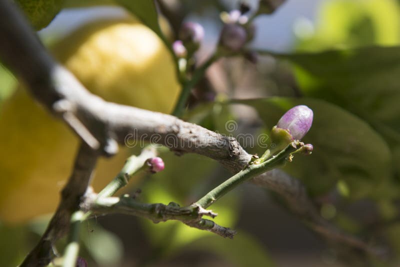 Colorful citrus buds stock image. Image of budding, citrus 91692825