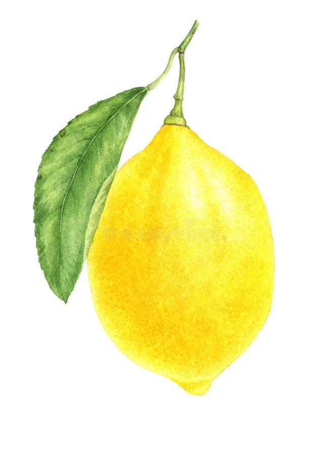 Lemon Drawing In Watercolor Stock Illustration - Illustration of juicy ...