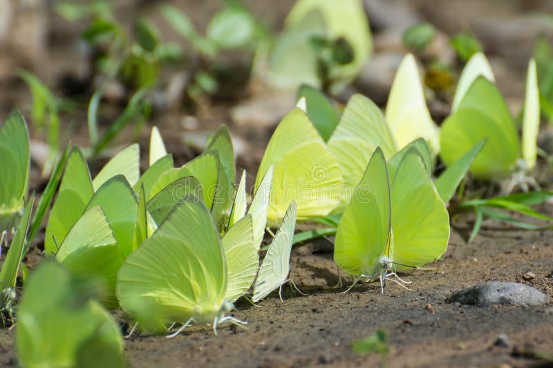 Lemon Emigrant Butterfly royalty free stock image Lemon Emigrant Butterfly royalty free stock image