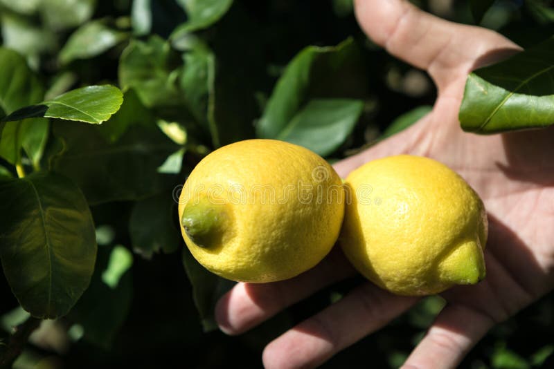 Lemon Farm field in Syracuse, cultivar `femminello`