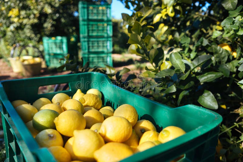 Lemon field in Syracuse, cultivar `femminello`. Lemon field in Syracuse, cultivar `femminello`