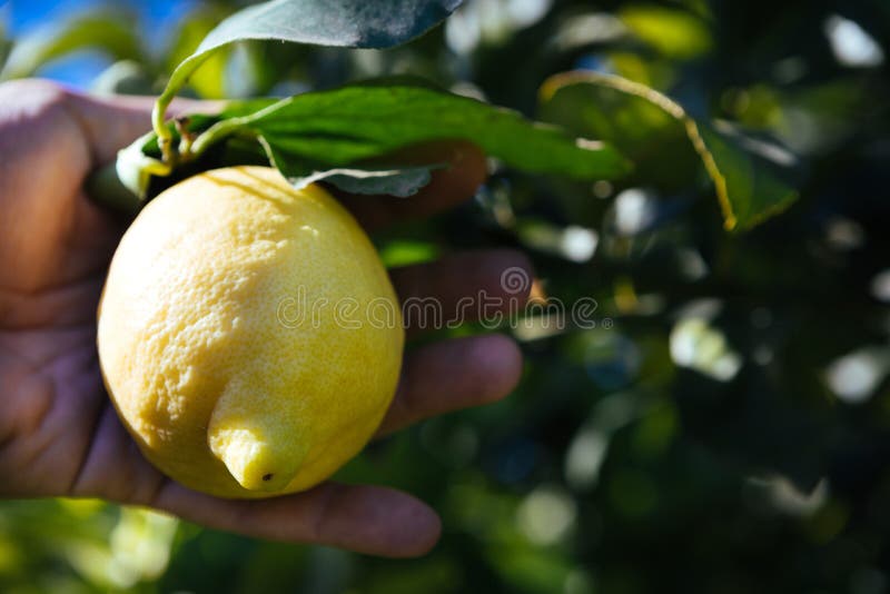 Lemon Farm field in Syracuse, cultivar `femminello`