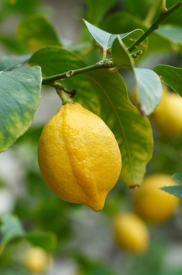 Lemon fruit on