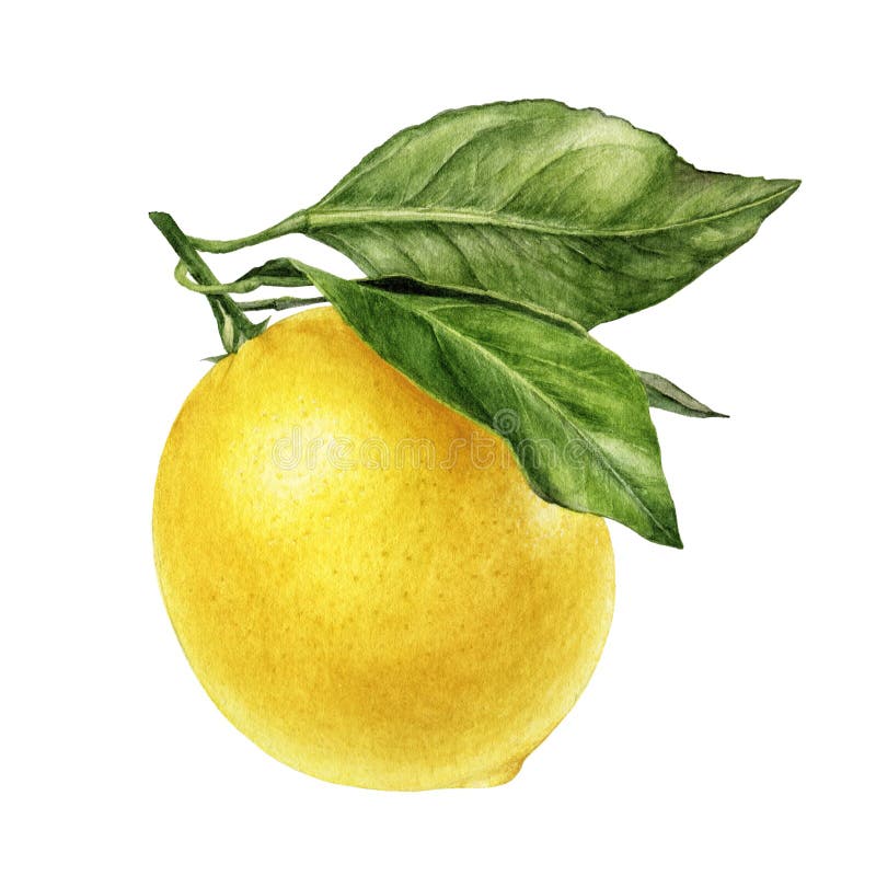 Lemon Fruit with Branch Watercolor Illustration Isolated on White ...