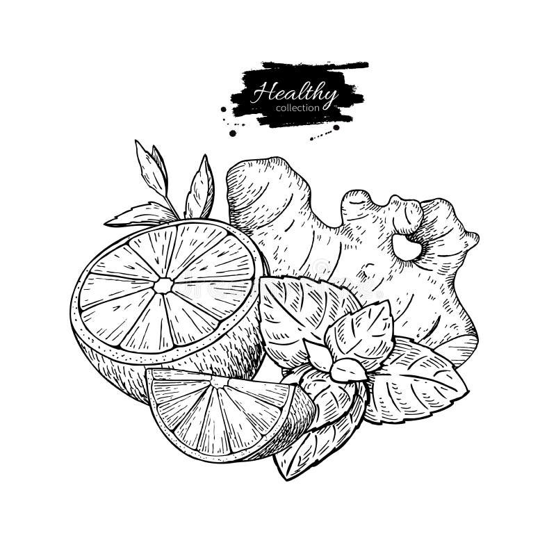 Lemon, ginger and mint vector drawing. Root, hearb leaf and frui