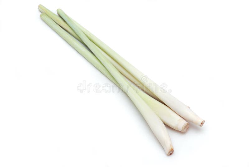 Lemon Grass