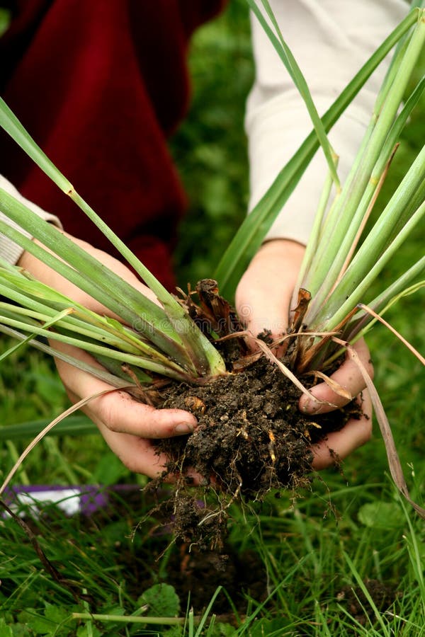 Lemon Grass Perennial Plants Transplanting Stock Photo Image of