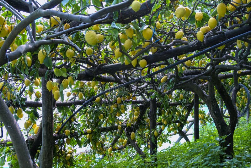 Lemon Grove in Ravello, Italia