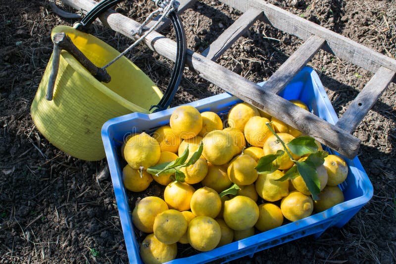 Just picked lemons on a blue box during harvest season. Just picked lemons on a blue box during harvest season