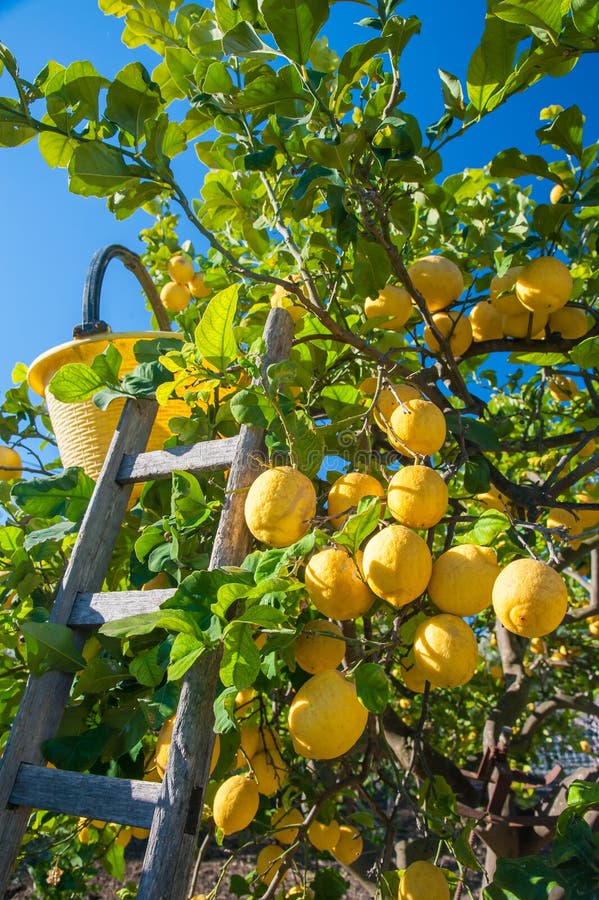 Wooden ladder and a yellow pail on a citrus grove during harvest time in Italy. Wooden ladder and a yellow pail on a citrus grove during harvest time in Italy