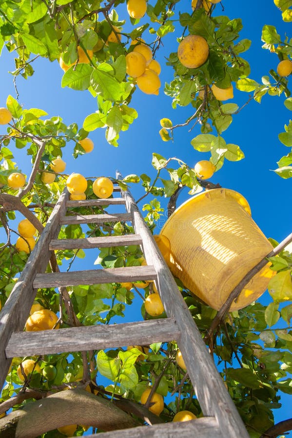 Wooden ladder and a yellow pail on a citrus grove during harvest time in Italy. Wooden ladder and a yellow pail on a citrus grove during harvest time in Italy