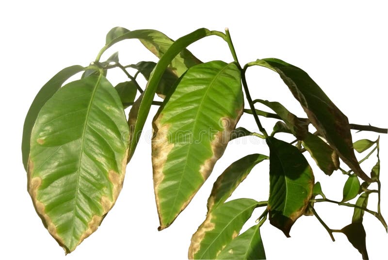 Lemon isolated on a white background. Dried leaves diseased plant. The edges of the leaf are brown and yellow