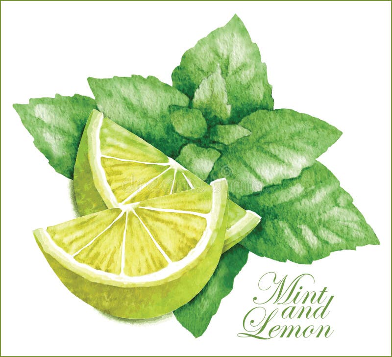 Lemon and mint sketches.