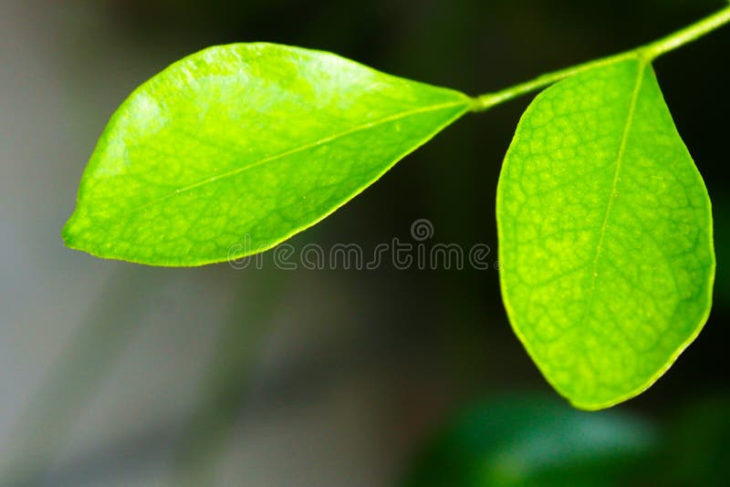 Orange Leaf Plant Near Sea And Mountains At Daytime Picture. Image