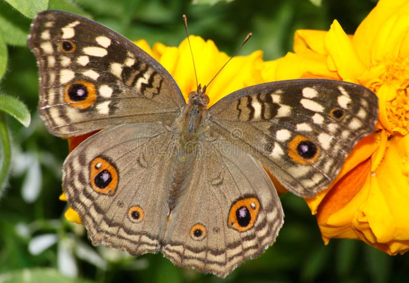 Lemon Pansy