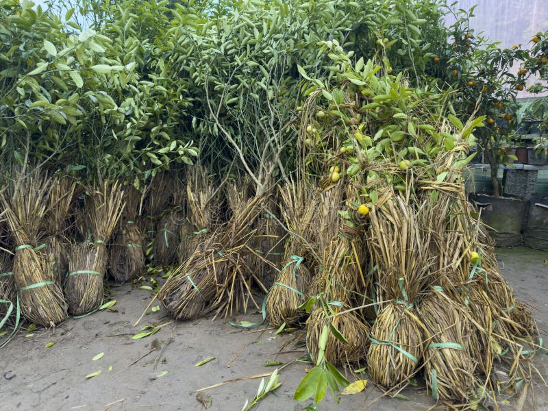 Lemon plants saplings in nursery fotografering för bildbyråer