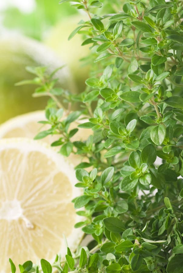 LemonScented Thyme stock photo. Image of fresh, scented 9800830
