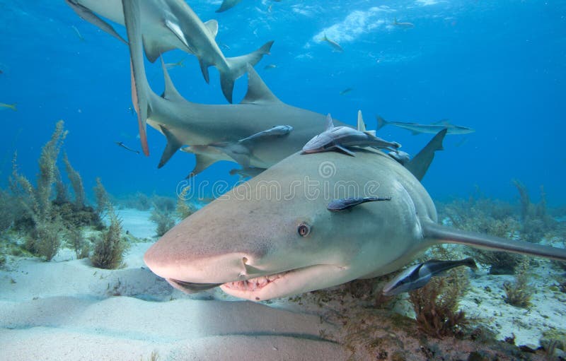 Lemon shark