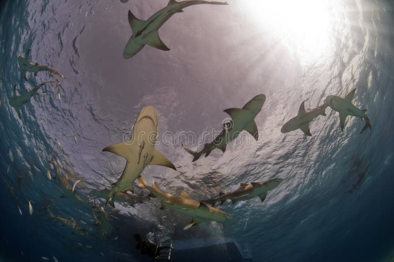 Lemon Sharks