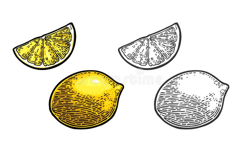 Lemon Slice and whole. Vector black and color vintage engraving