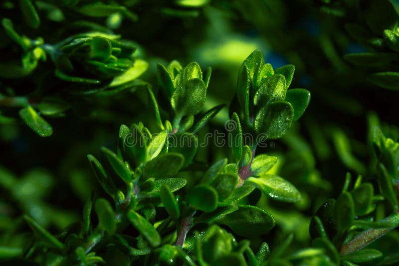 Lemon Thyme on a Blue Abstract Background Close Up Stock Image Image