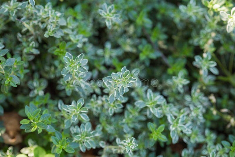 Lemon thyme leaves from the herb garden. Thymus citriodorus or lemon thyme or Citrus thyme royalty free stock images Lemon thyme leaves from the herb garden. Thymus citriodorus or lemon thyme or Citrus thyme royalty free stock images
