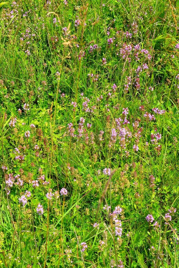 The Carpatos Mountains are an extraordinary place to observe and enjoy nature. They also have their dangers, very changeable weather and an enormous diversity of wild animals, among them the brown bear, the wild boar, the badger as well as the shepherd dogs that in many cases are feral. Bear badger stock images, royalty-free photos and pictures