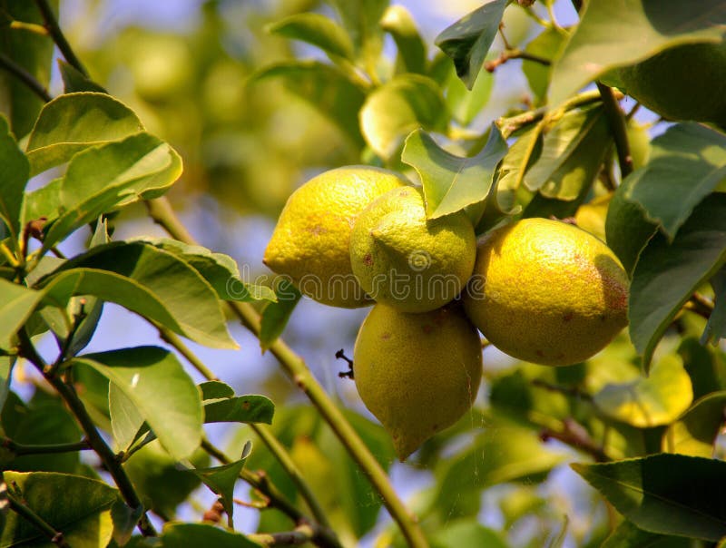 Lemon tree