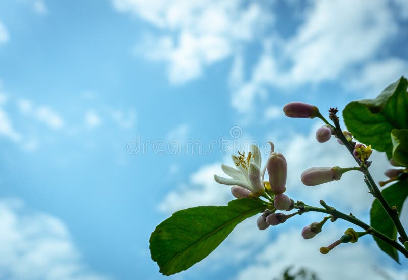 A lemon tree in bloom stock image. Image of natural 145017535