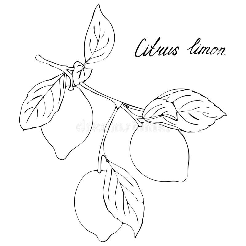 Featured image of post Easy Lemon Tree Drawing : These decorative lemon tree are customizable and available in all plant varieties.