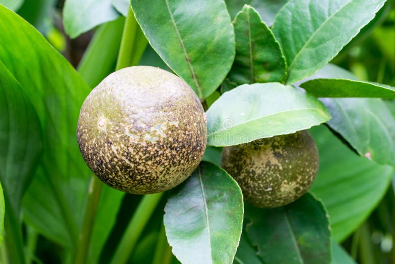 Lemon tree canker disease.