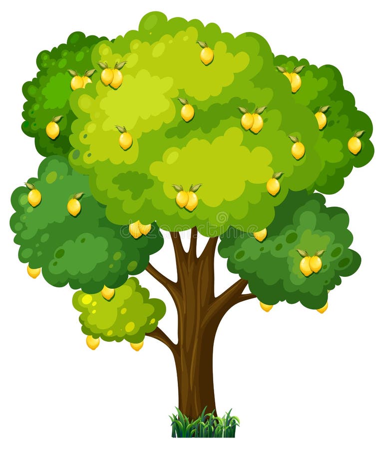 Lemon Tree in Cartoon Style Isolated on White Background Stock Vector ...