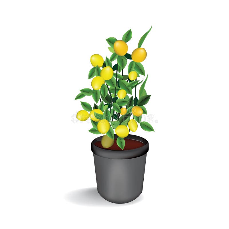 Potted Lemon Tree Stock Illustrations – 182 Potted Lemon Tree Stock ...