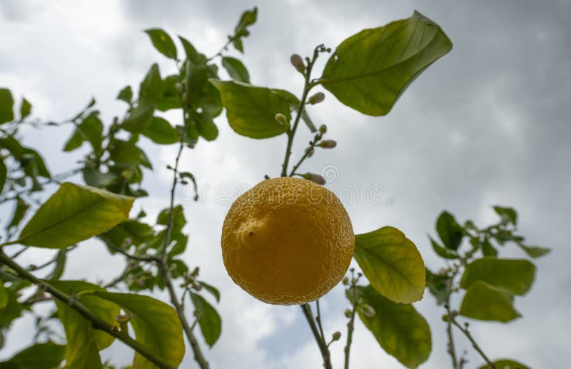 Lemon Tree in the Detail Branches with Lemon Fruits Stock