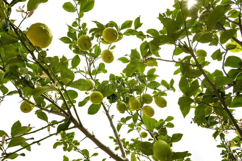 Lemon Tree in the Detail Branches with Lemon Fruits Stock Photo