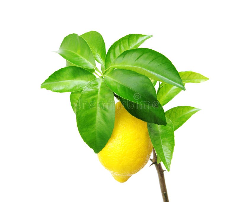 Lemon tree with fruit. stock image. Image of fruit, close 52131195