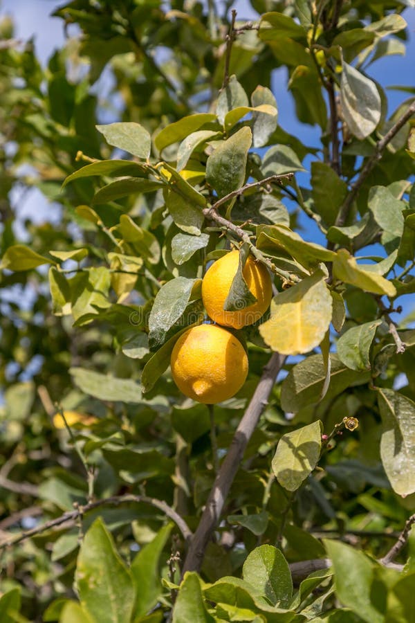 A Lemon Tree stock image. Image of juicy, drink, agriculture 138410331