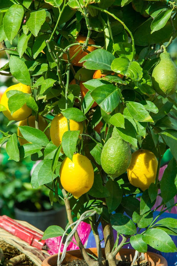 2,397 Lemon Tree Pot Stock Photos Free & RoyaltyFree Stock Photos